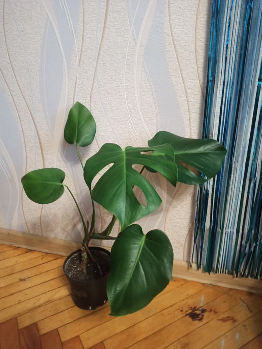 Ліана   монстера