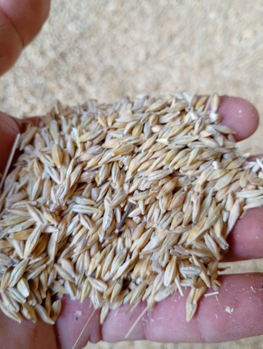 Продам зерно ячмінь