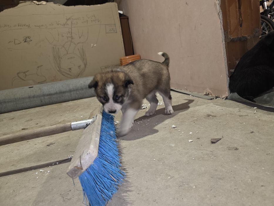 Pieski - owaczrek podhalański