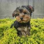 Sunia Yorkshire terrier,