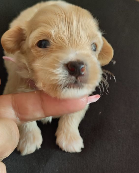 Suczka Maltipoo f1