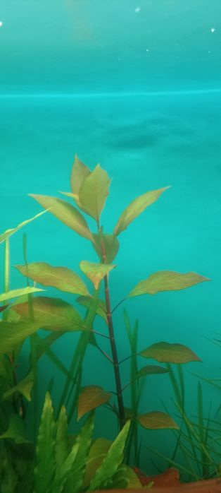 Hygrophila corymbosa 3 szt