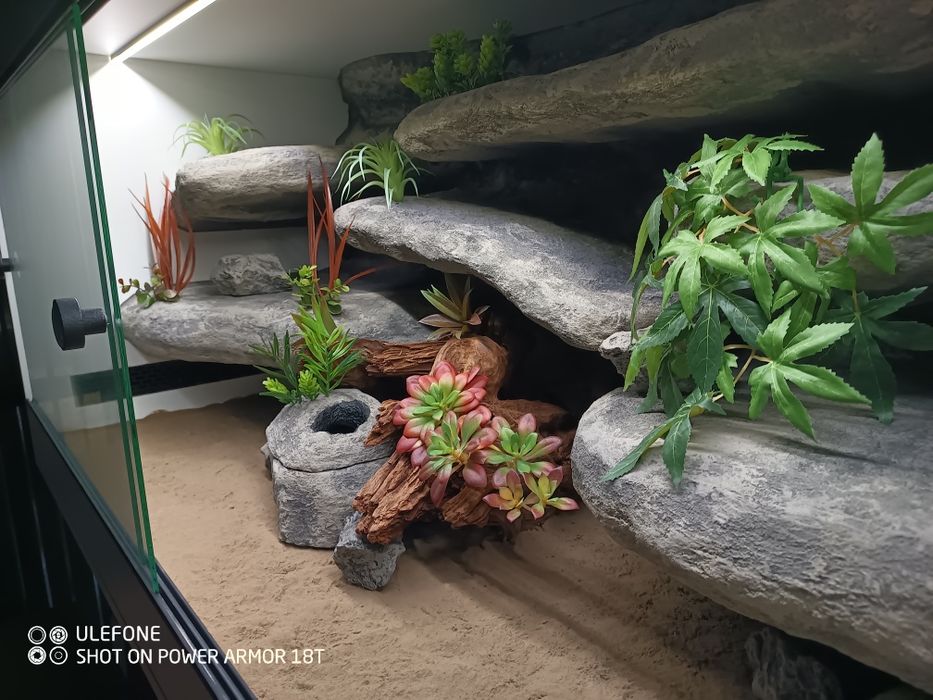 Terrarium 120x60x60 gotowe do zamieszkania