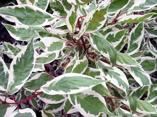 Дерен білий Сібірика Варієгата, Cornus alba Sibirica Variegata