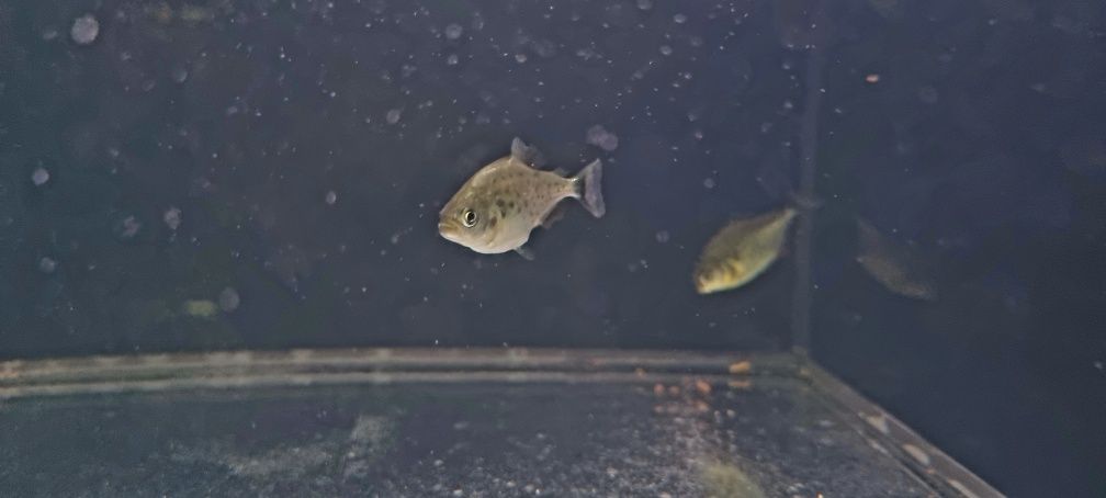 Pirania Natterera/ pirania czerwona (mięsożerna)