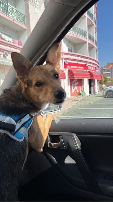 Cao de pequeno porte para adopçao - 9kg