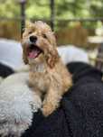 Cockapoo / chłopczyk / Cocker spaniel