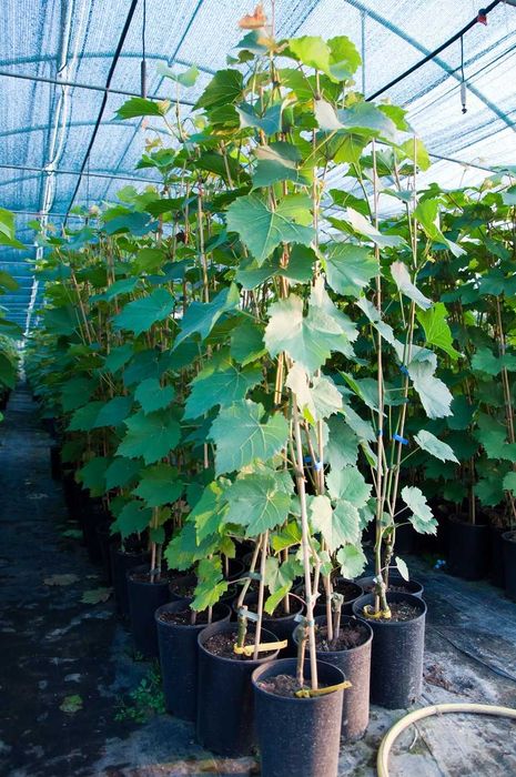Sadzonki winogron!2 i 3 letnie Wiele odmian takze bezpestkowe! 100cm !