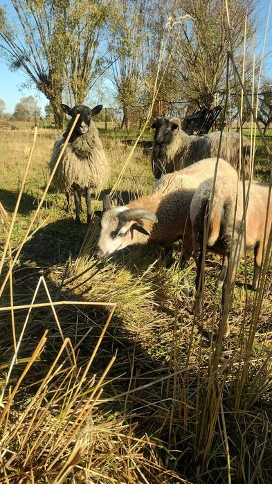 owca kameruńska tryk młody oswojony - baran