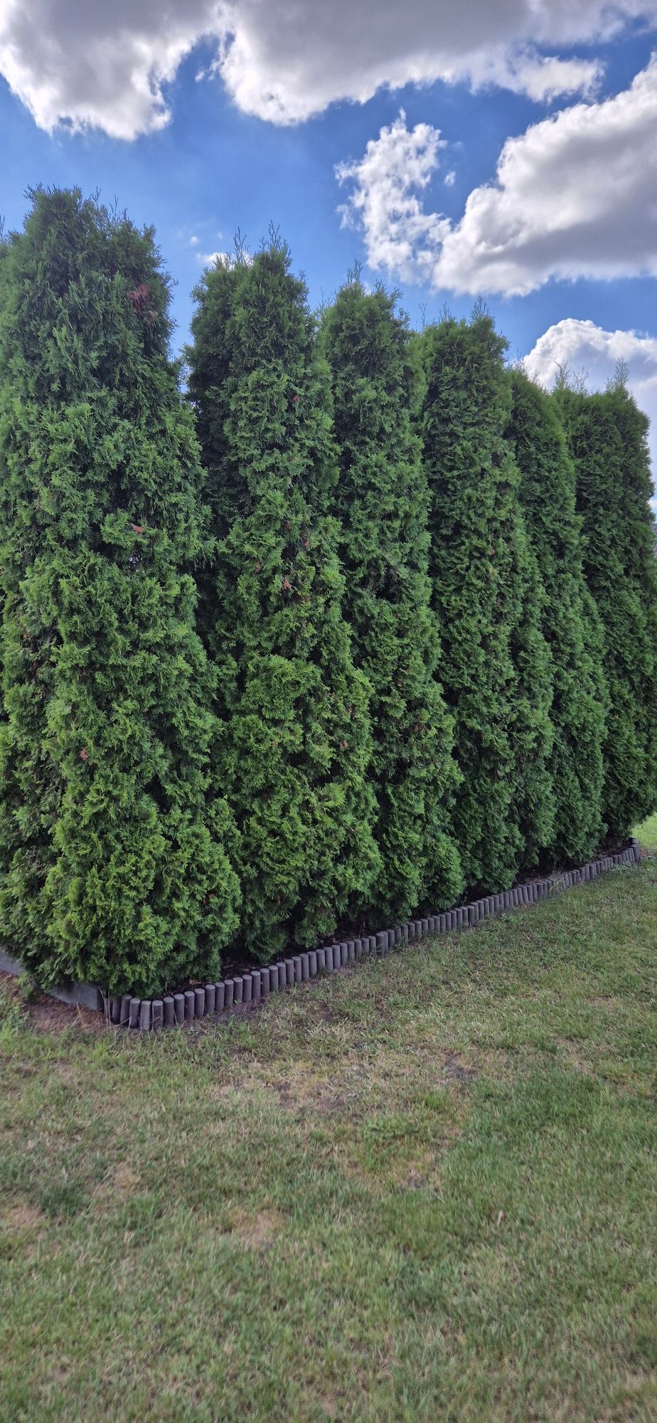 Tuja thuja szmaragd 3.5 metra 350 cm tuje 18 sztuk