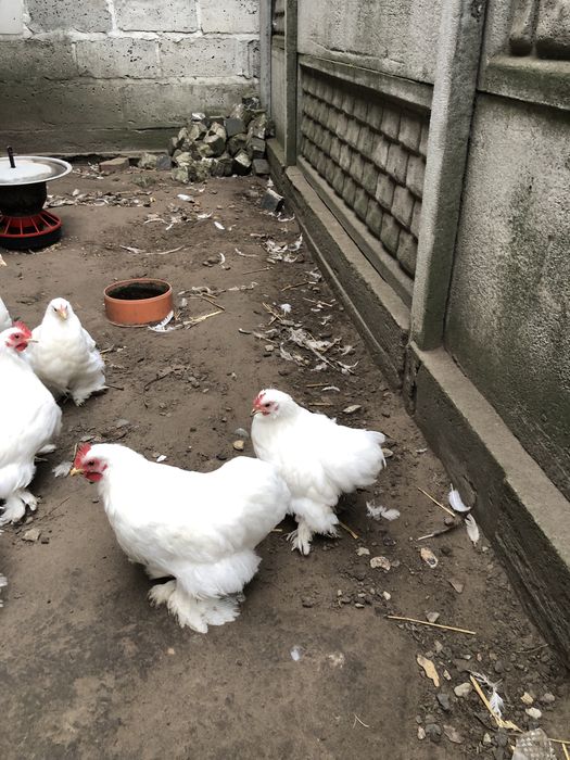 Kury ozdobne Kochin Karzełek