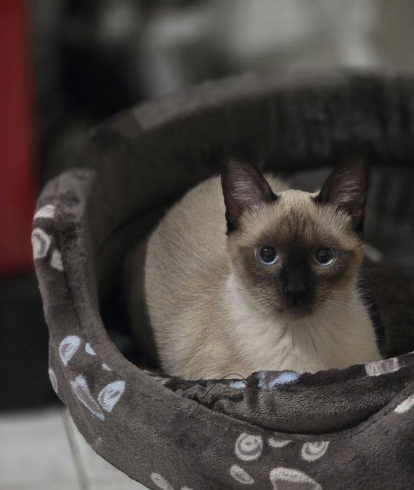 Adoção Responsavel