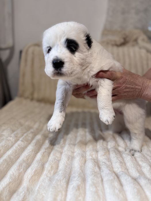 Продам цуценят алабая