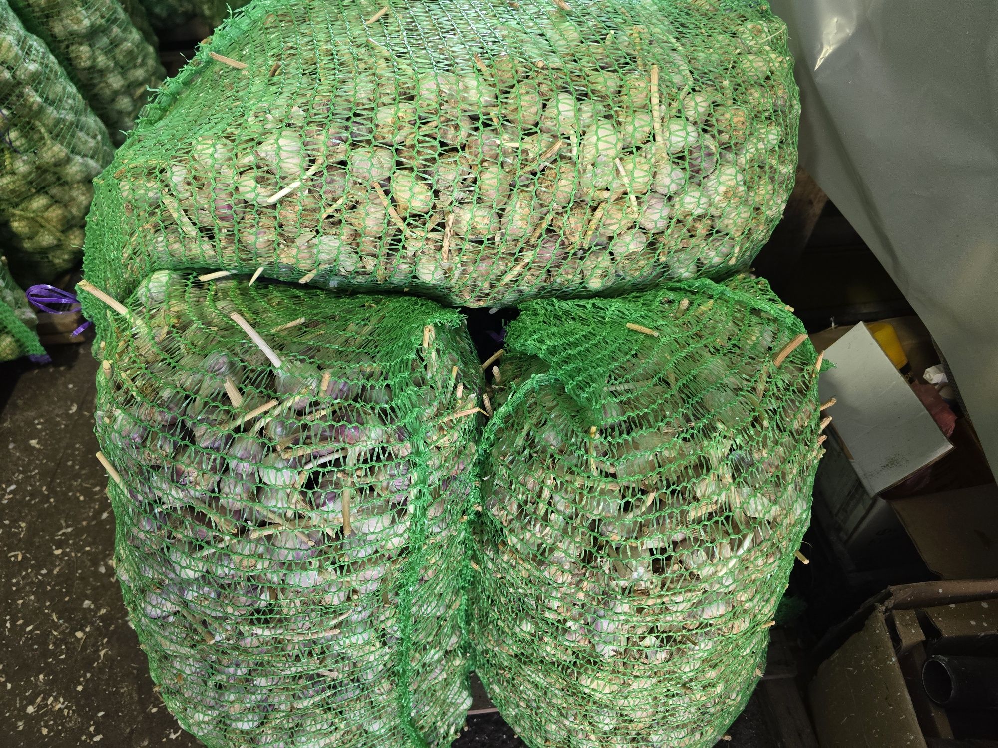 Продам часник,  сорт "Любаша" є різна фракція.