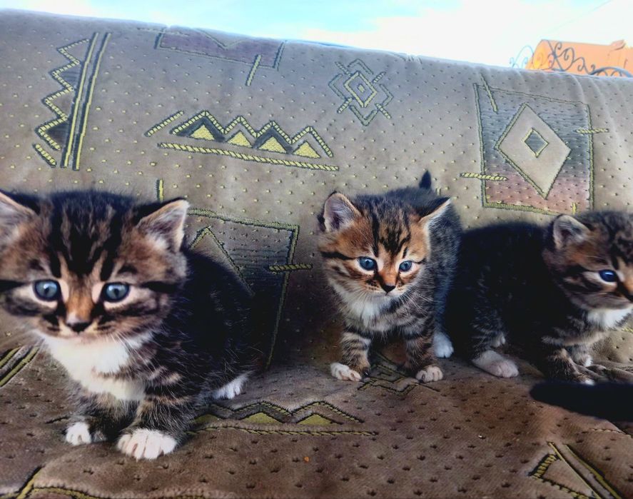 маленькі кошенятя