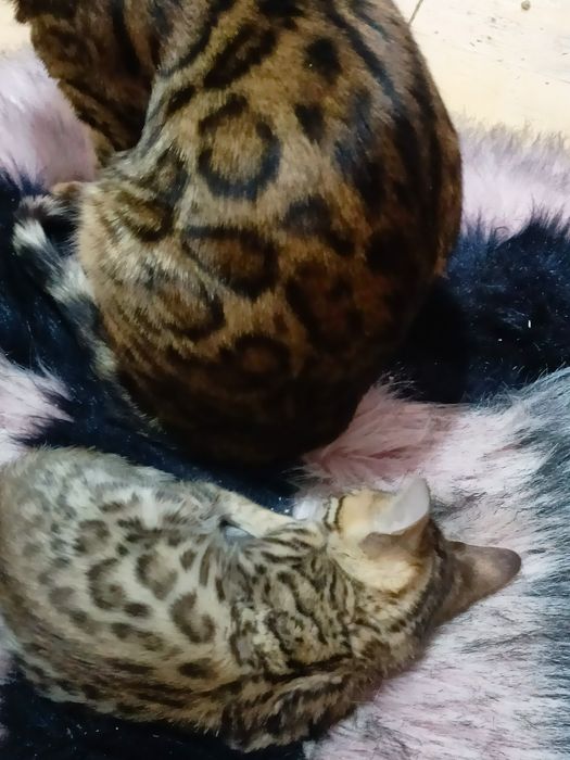 Бенгальці Bengali 2 розкішні клубні дівчинки