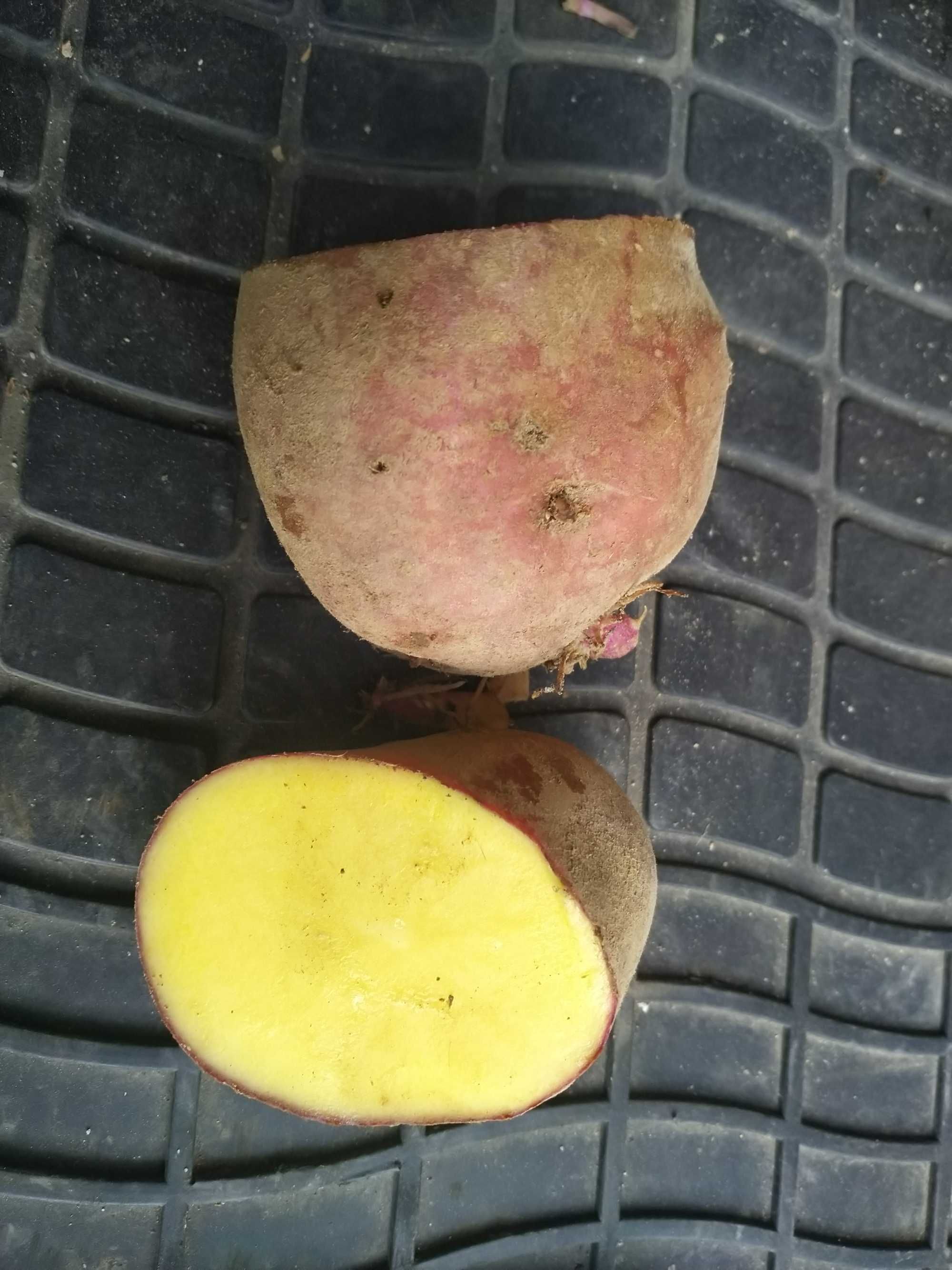 ziemniaki sadzeniaki oraz kaczki