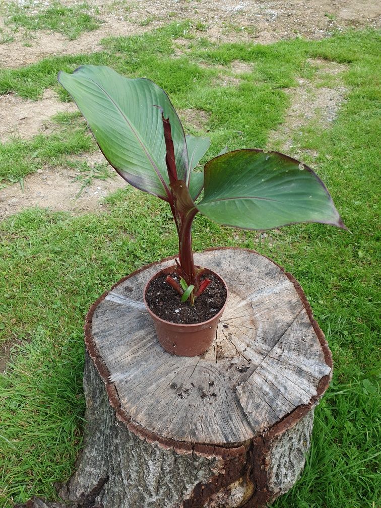 Bananowiec maurelli.