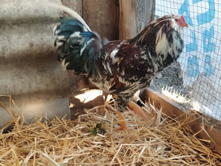 Орловські ситцеві, півники і курочки 2024 року