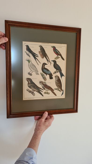 Dwie piękne ryciny ptaków