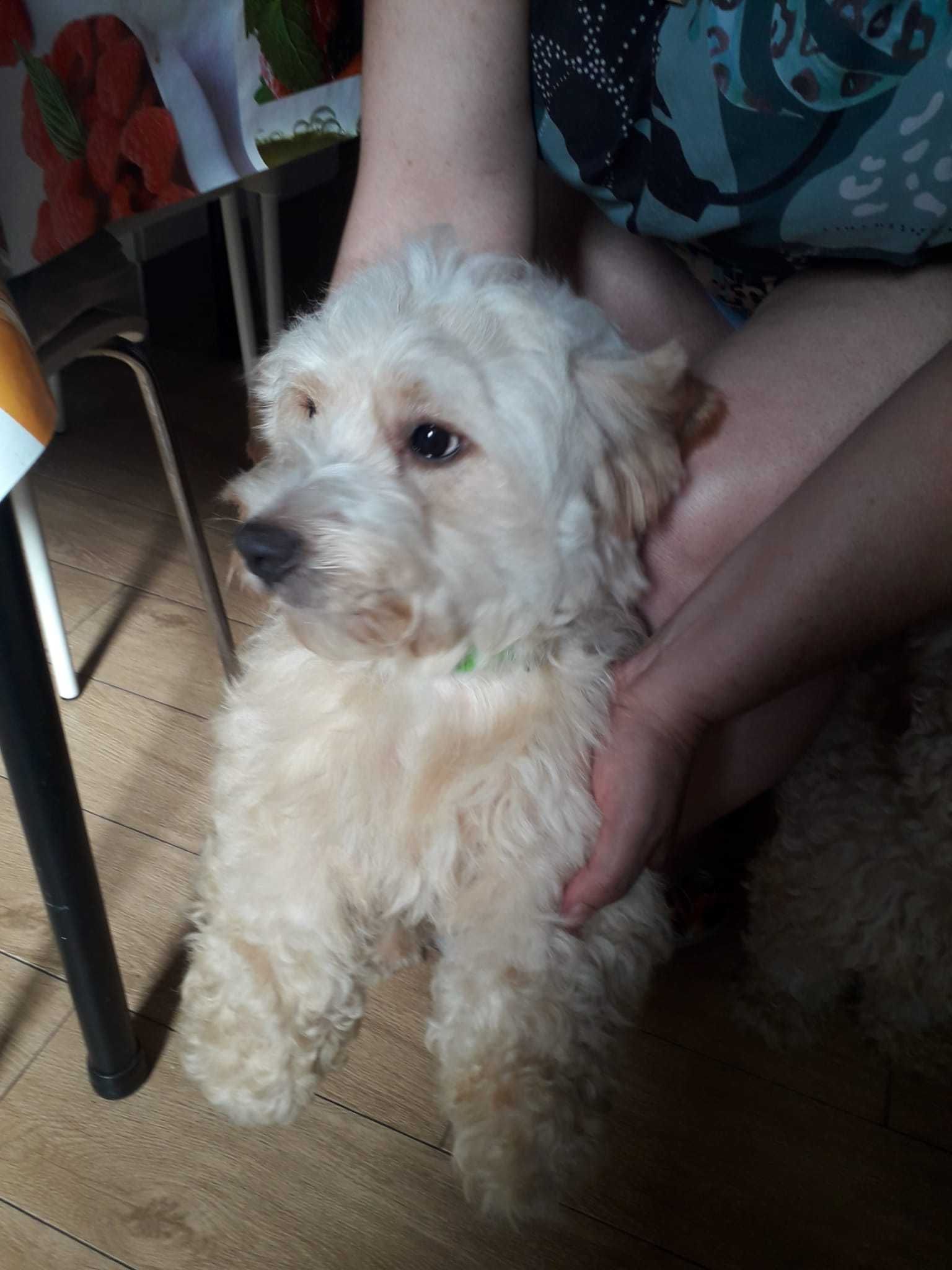 CÃO PARA ADOÇÃO RESPONSÁVEL