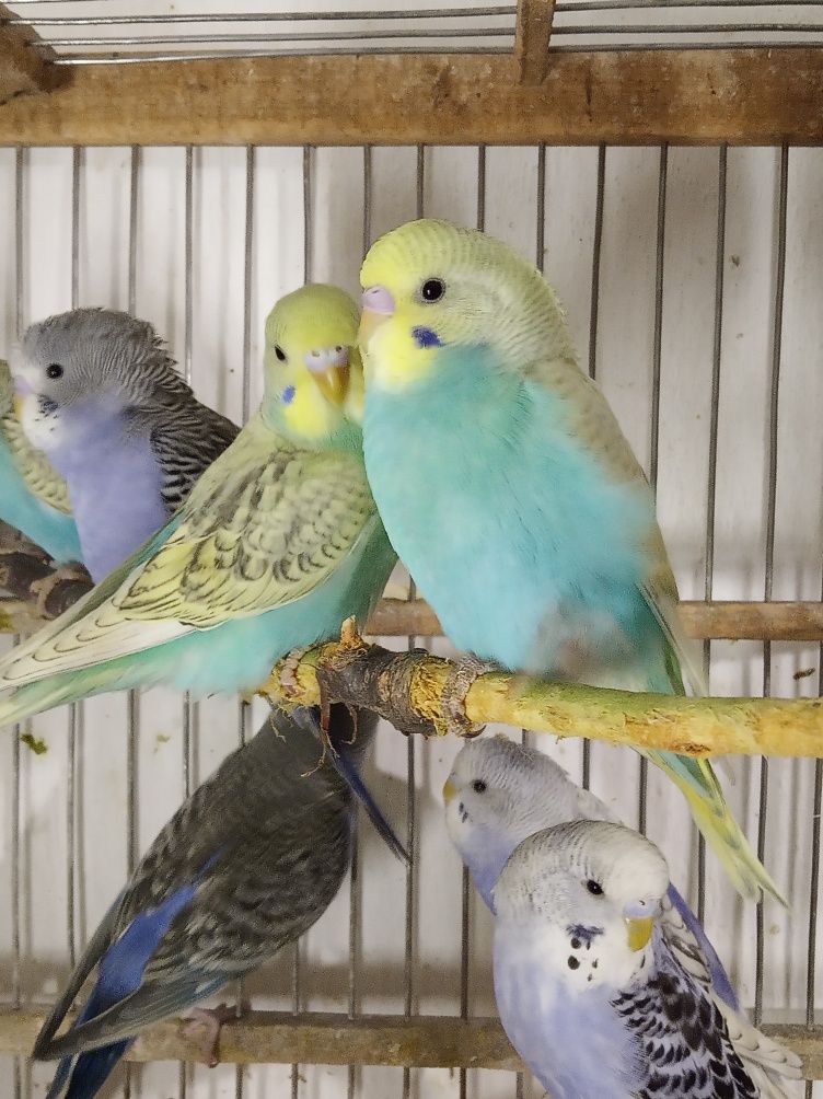 Волнистые попугаи малыши