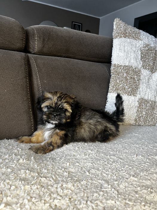 Piękny Piesek Shih Tzu Gotowy Do Odbioru