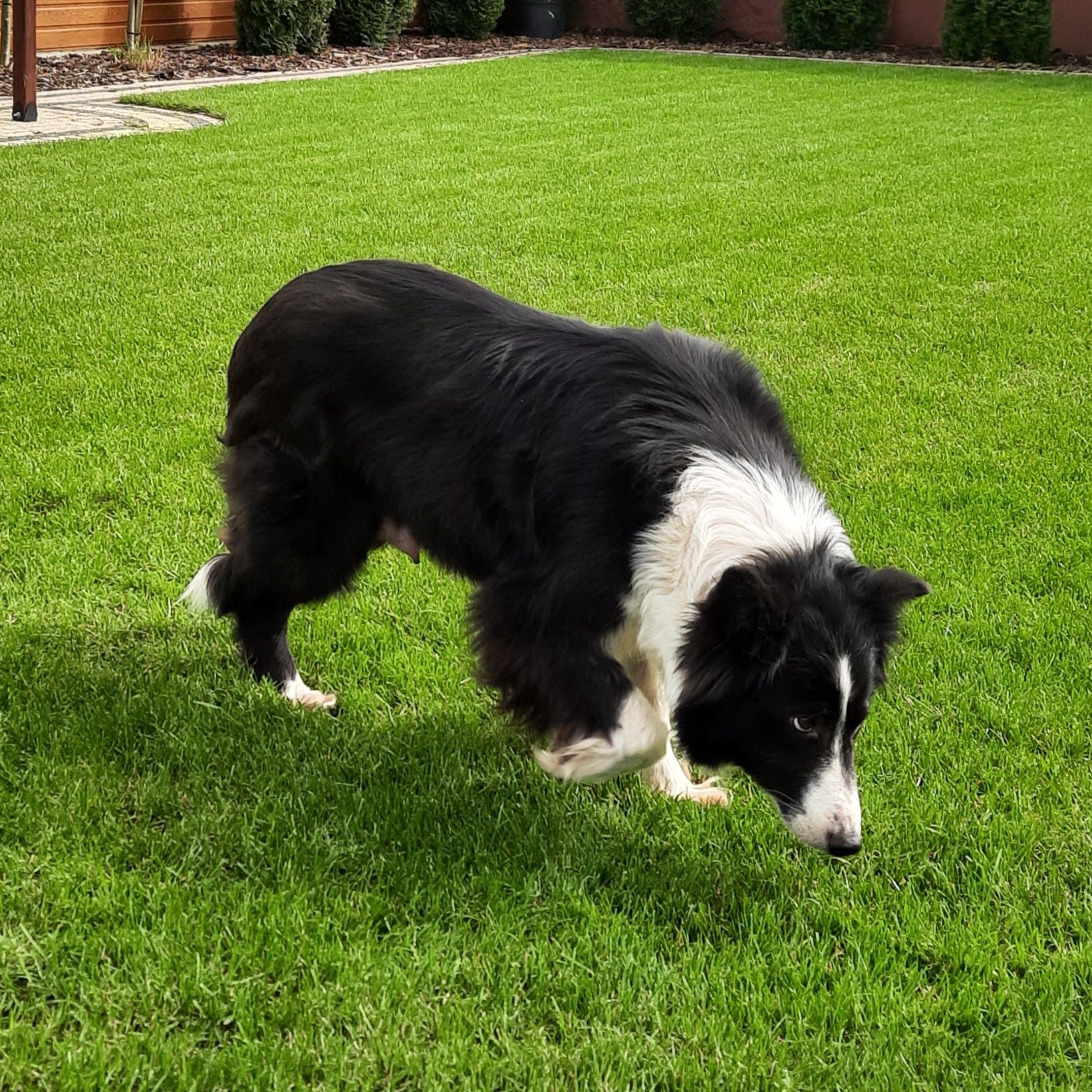 Border Collie Śliczny  piesek