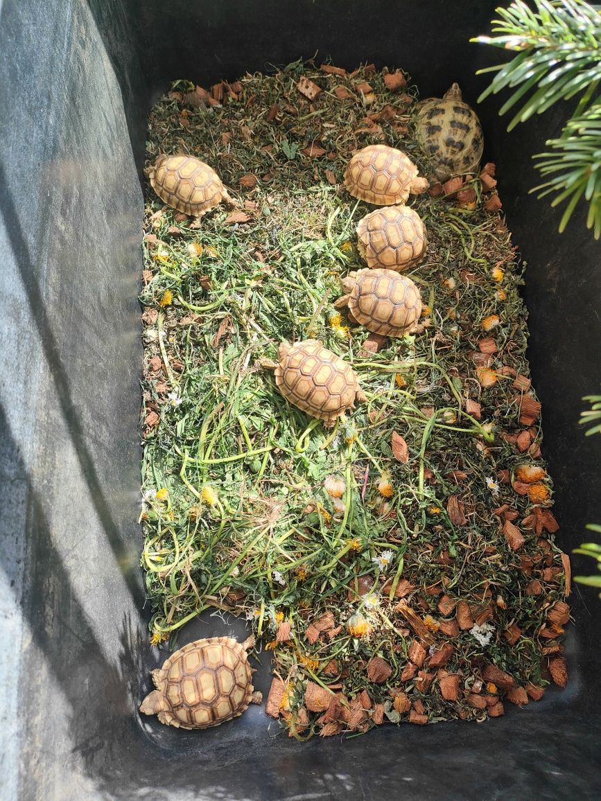 Ż ół w Lą do wy terarium sklep zoologiczny Pirania Olsztyn wysyłka