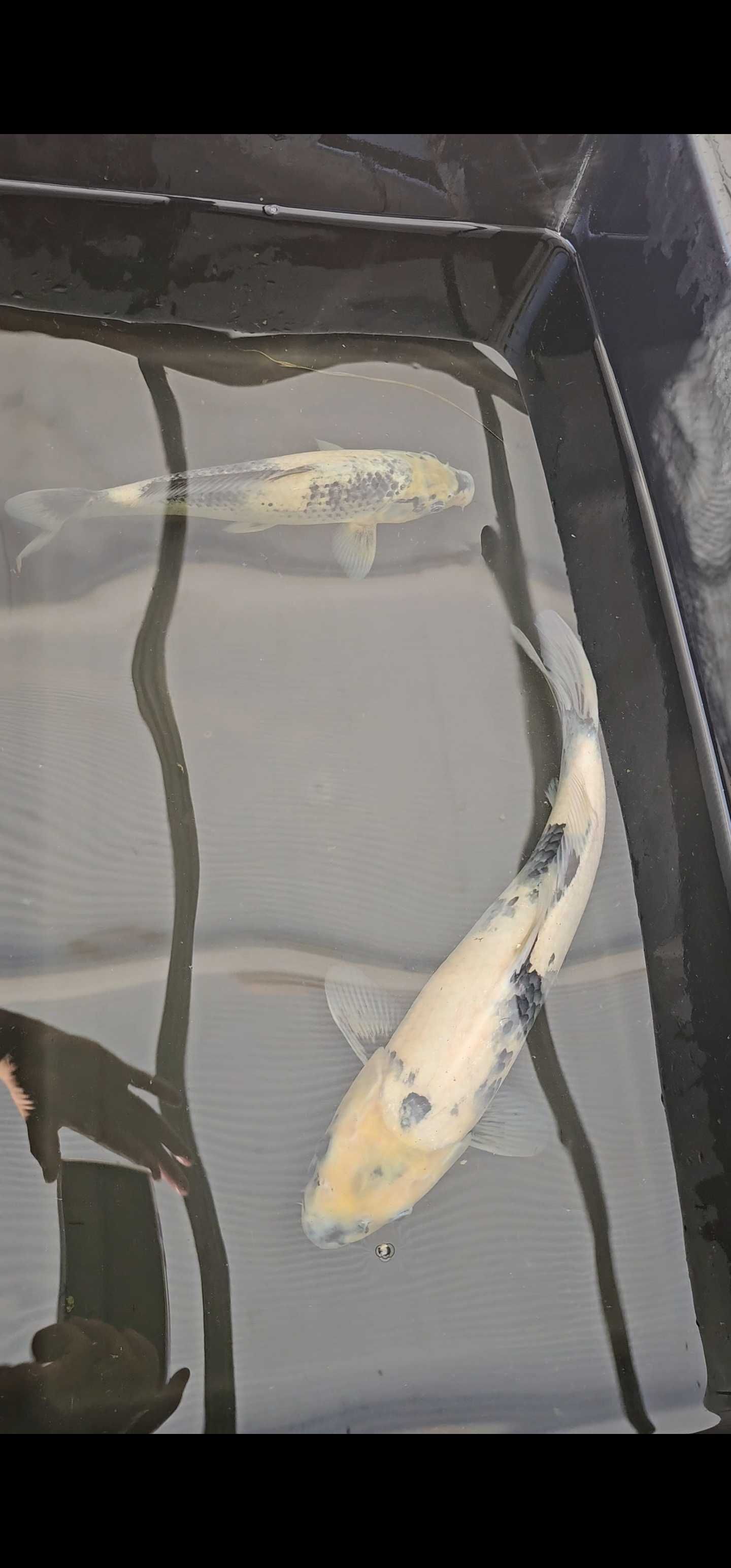 Carpa koi shiro utsuri
