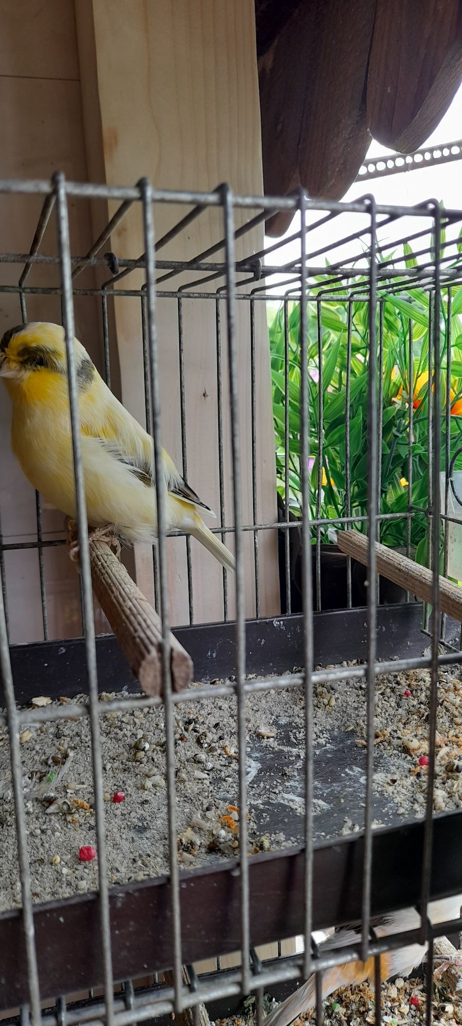 Papugi - Kanarki