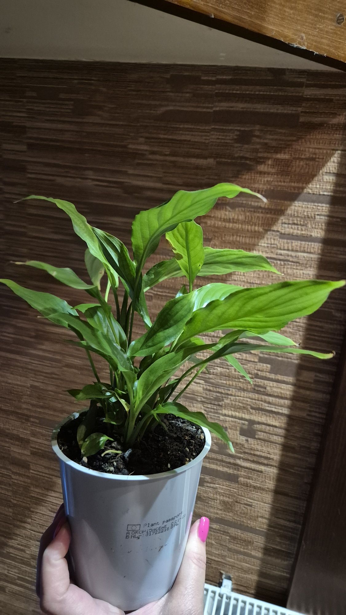Орхидея Taeniophyllum obtusuma-1100грн;Neofinetia falkata;спатифиллум