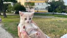 Кошенята хлопчики котята шукають дім