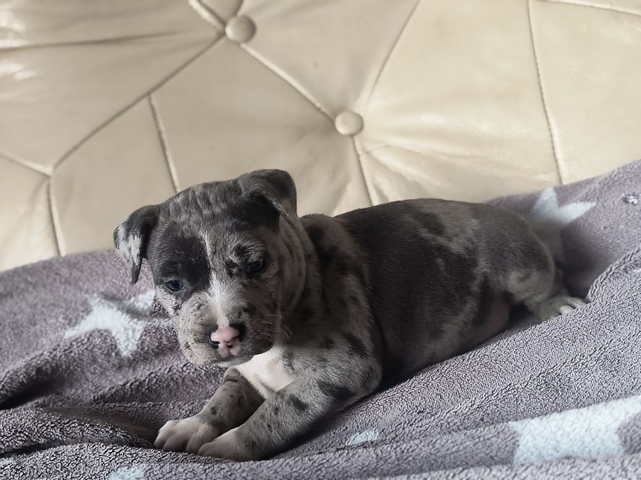 Amerycan Stafford terrier  suczka
