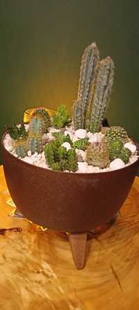 Donica z kaktusami
