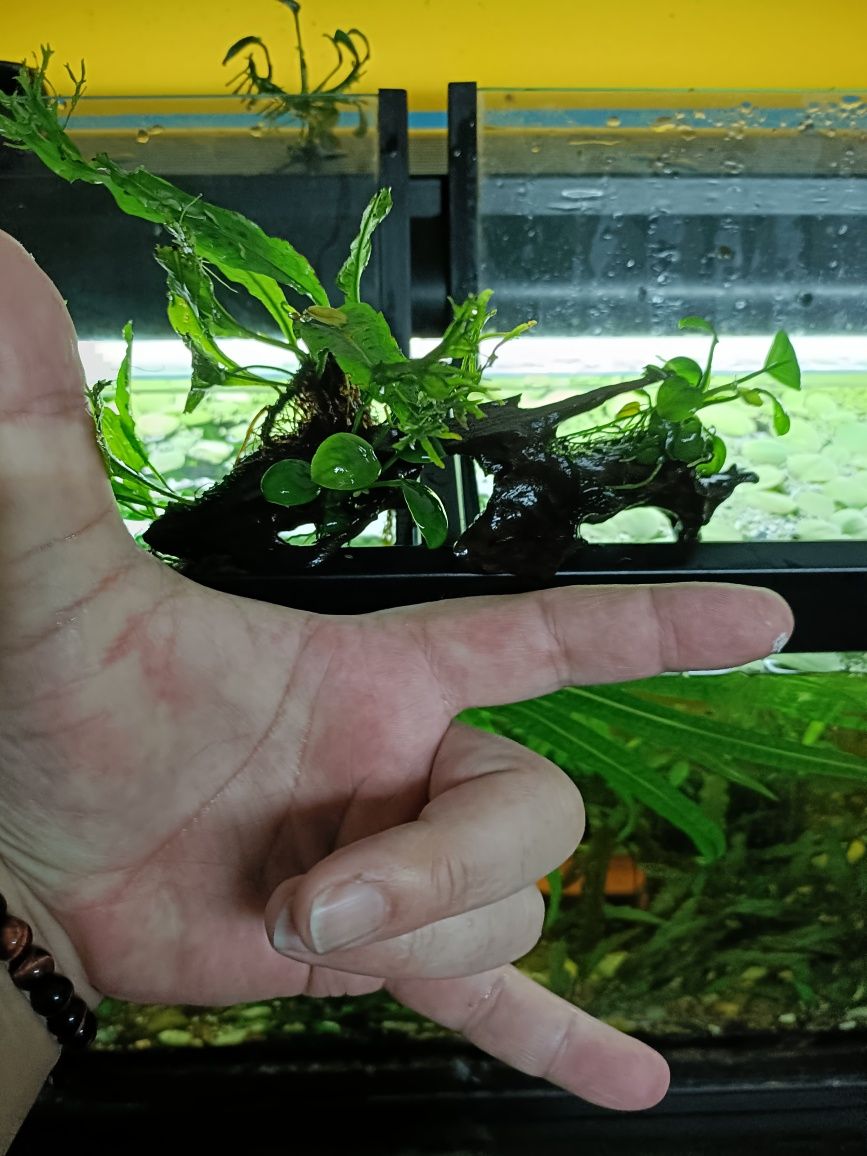 Tronco Dragon Wood com Anubias Nana e Feto Java