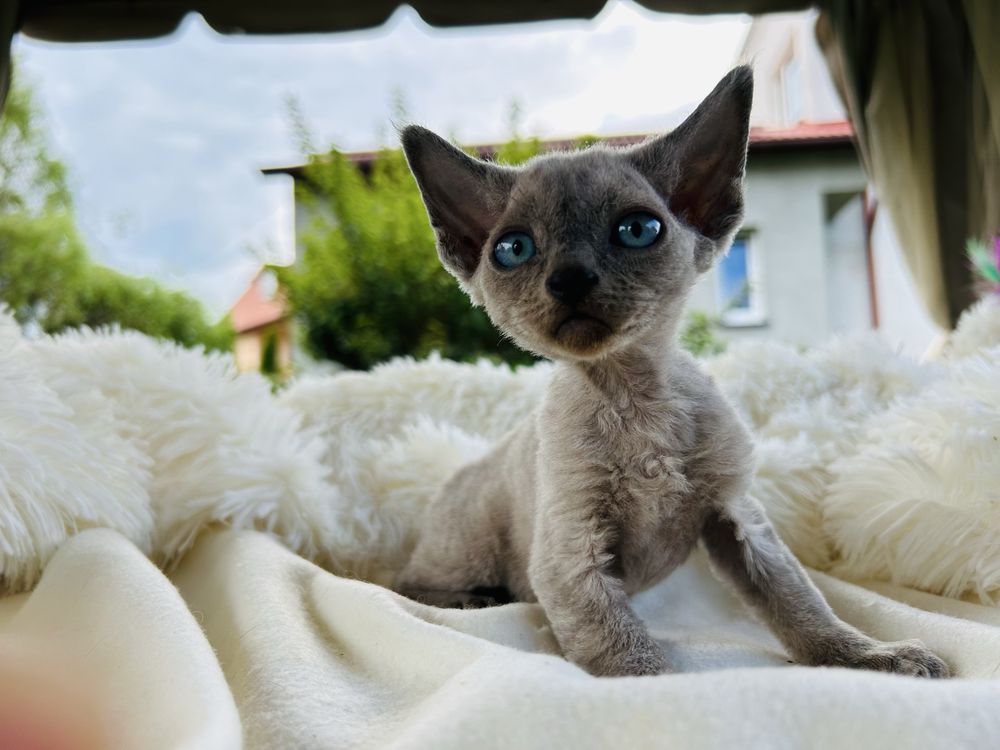 Kocurek niebieski point niebieskooki Devon Rex