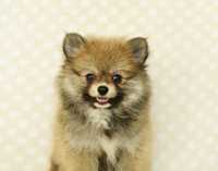 Pomeranian-piekny szczeniaczek