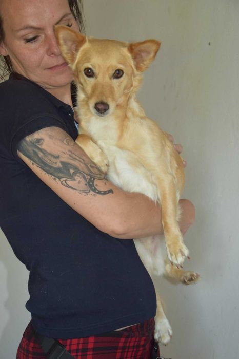 Cudna, przytulaśna, przekochana, wesoła sunia szuka domu