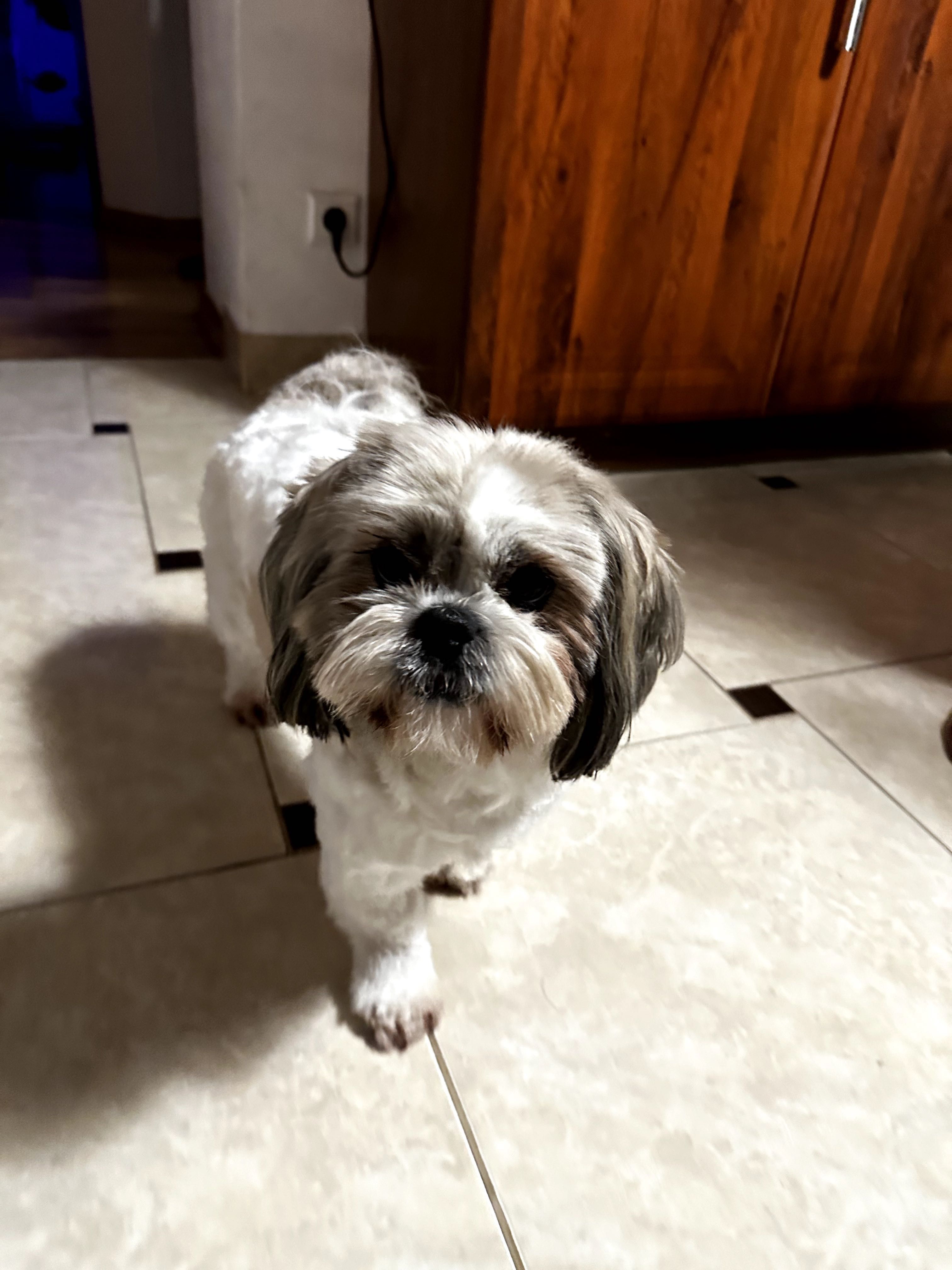 Shih tzu Piękny Piesek Gotowy do odbioru !