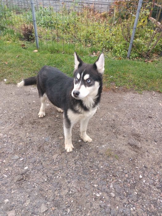 Syberian Husky - Sunia