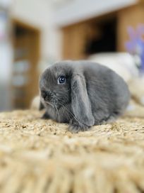 Rasowe króliki z hodowli / mini lop / królik miniaturka