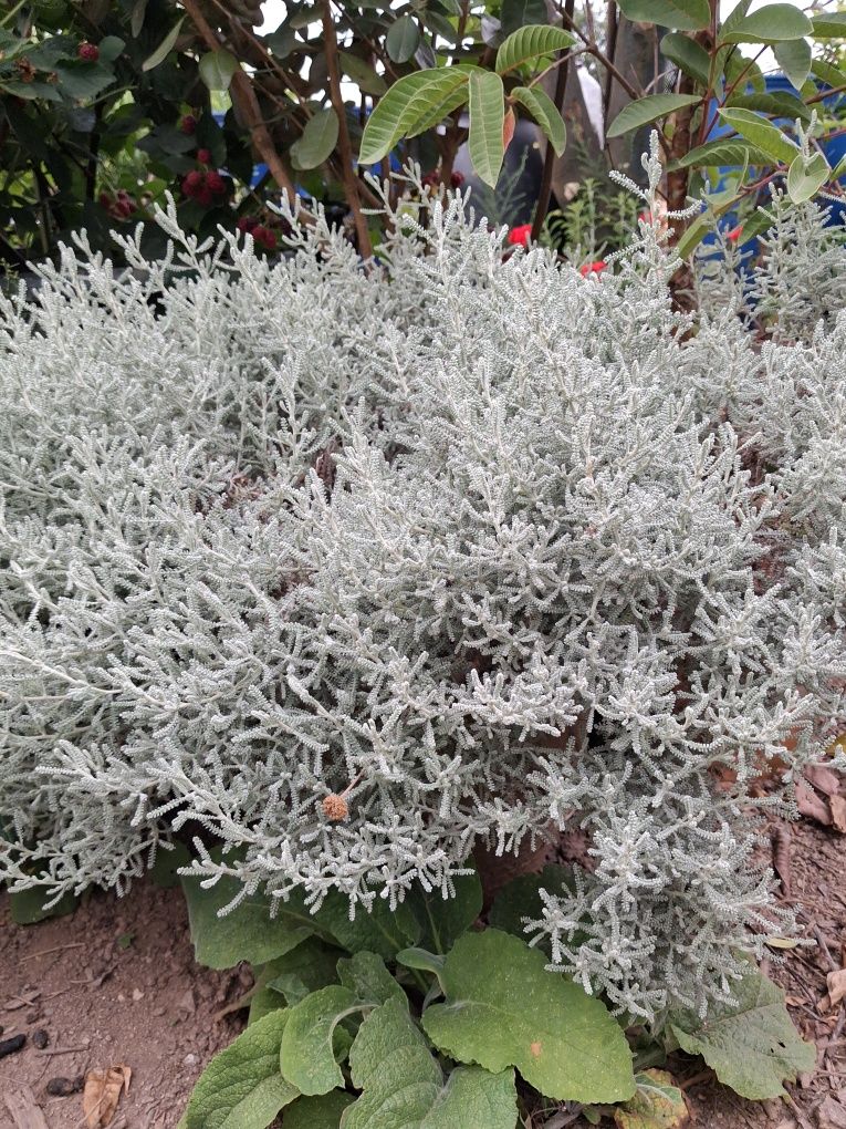 Santolia (Santolia chamaecyparissus)