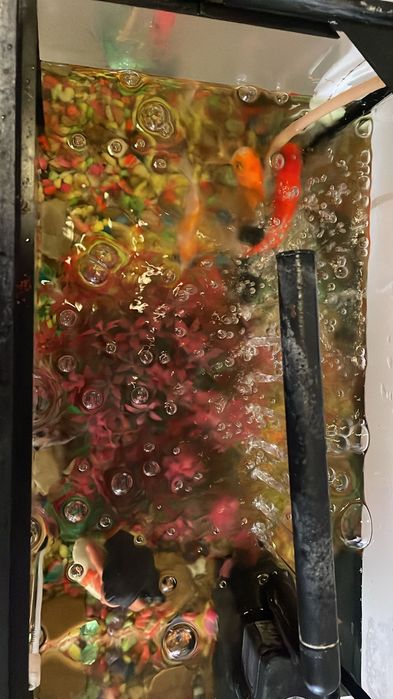 Aquário e peixes