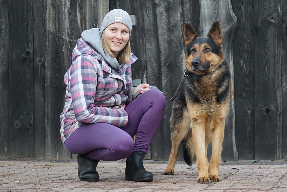 SATOSZ - piękny pies w typie owczarek niemiecki