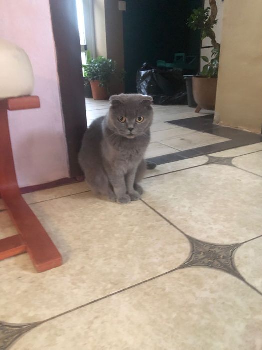 Кошенята шотланці
