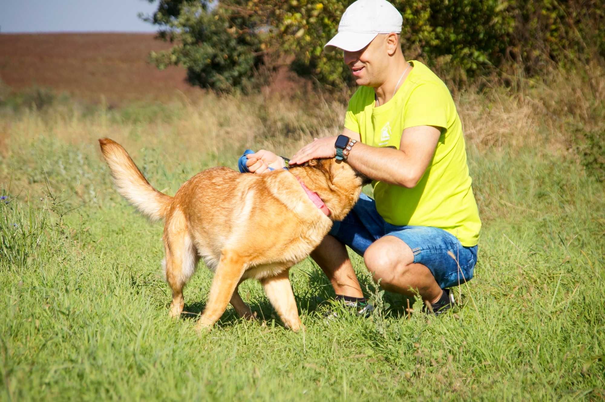 Germena - piękna owczarkowata sunia do adopcji.