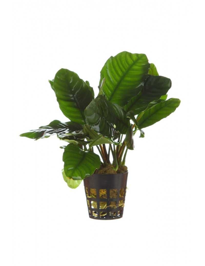 Anubias coffefolia oraz wiele innych Anubias ROŚLINA AKWARIOWA