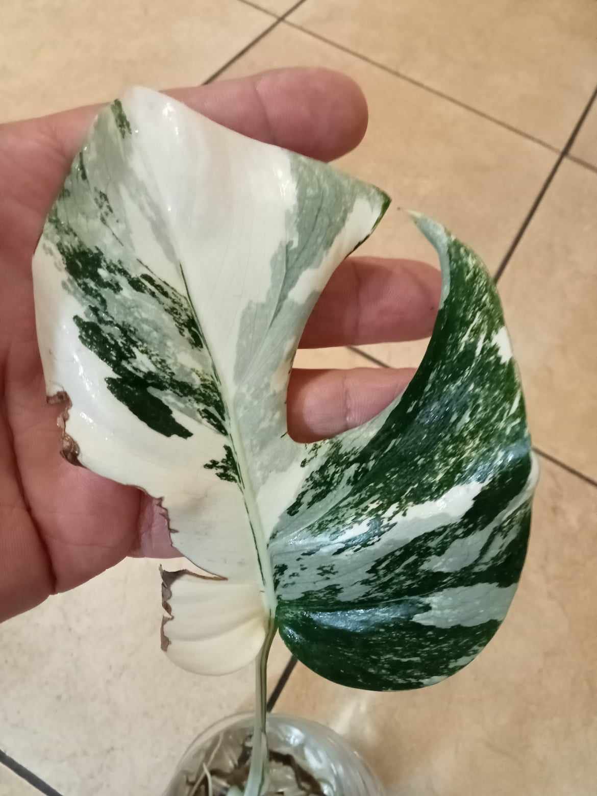 Monstera variegata, 2 liście