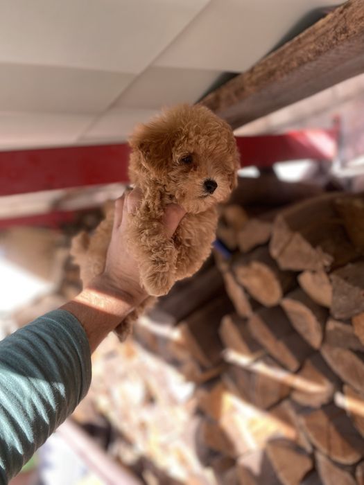 Цуценята мальтіпу дуже гарненькі